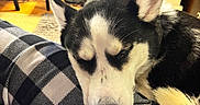 Martha is registered to the contest to win money with this photo: dog, husky, pet, sleeping, resting, close_up, cozy, lap, plaid_pajamas, blanket, fur, ears, nose, indoor, living_room, speaker, side_table, figurine, wood_floor, carpet