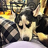 blanket, carpet, close_up, cozy, dog, ears, figurine, fur, husky, indoor, lap, living_room, nose, pet, plaid_pajamas, resting, side_table, sleeping, speaker, wood_floor