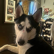 Martha is registered to the contest to win money with this photo: dog, husky, pet, blue_eyes, ears, fur, closeup, indoor, couch, living_room, framed_photos, curtains, plant, blanket, sweater_pattern, portrait, gaze, nose, whiskers, cozy