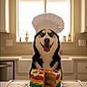 Martha joined the competition — help win amazing prizes! dog, husky, chef_hat, cake, rainbow_cake, kitchen, baking, dessert, sprinkles, tongue_out, happy, pet, portrait, table, window, countertop, indoor, cutting_board, colorful, celebration