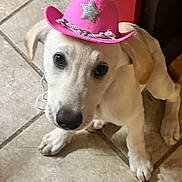 Bella Rose is registered to the contest to win money with this photo: puppy, dog, hat, pink, cowboy_hat, tile_floor, indoor, pet, cute, animal, young_dog, white_dog, curious, small_hat, adorable, looking_up, domestic_animal, companion, playful, costume