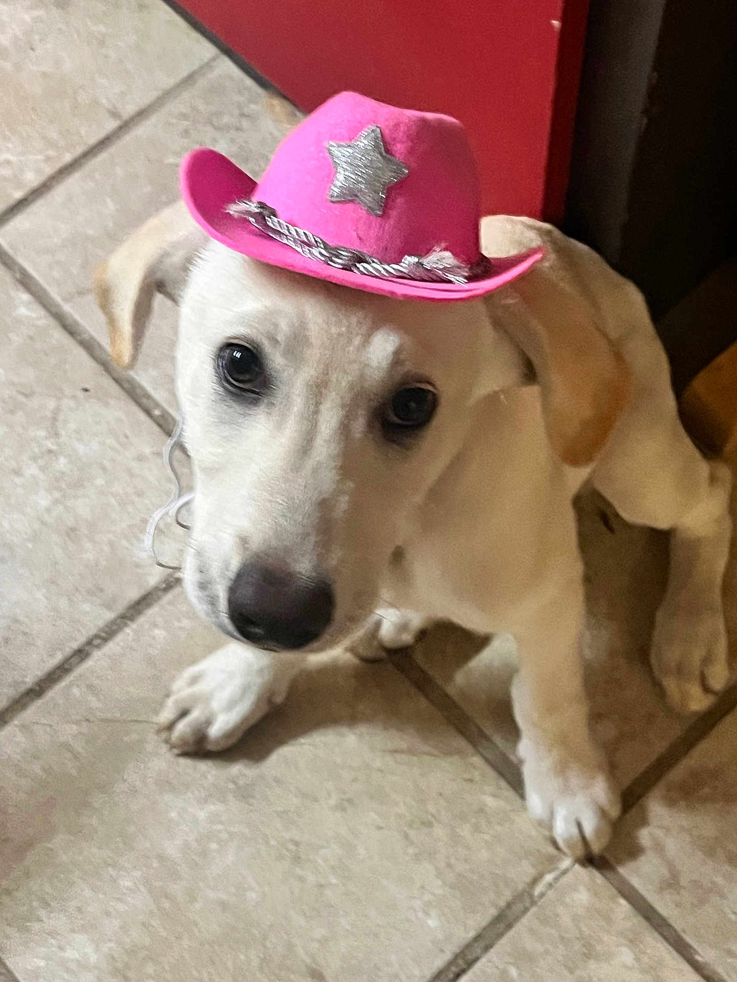 Bella Rose is registered to the contest to win money with this photo: puppy, dog, hat, pink, cowboy_hat, tile_floor, indoor, pet, cute, animal, young_dog, white_dog, curious, small_hat, adorable, looking_up, domestic_animal, companion, playful, costume