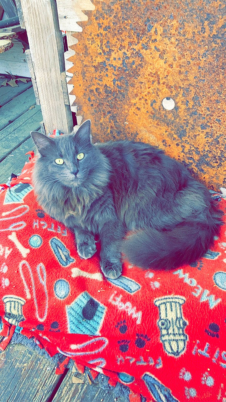 Flint joined the competition — help win amazing prizes! black_cat, blue, carnivore, cat, claw, comfort, domestic_short_haired_cat, electric_blue, felidae, fur, grey, magenta, pattern, paw, red, small_to_medium_sized_cats, tail, whiskers, wood