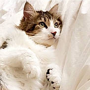 Athena is registered to the contest to win money with this photo: cat, fluffy, white_fur, tabby, green_eyes, pet, animal, cute, relaxed, indoors, soft, whiskers, paws, curious, feline, sleepy, cozy, closeup, portrait, resting