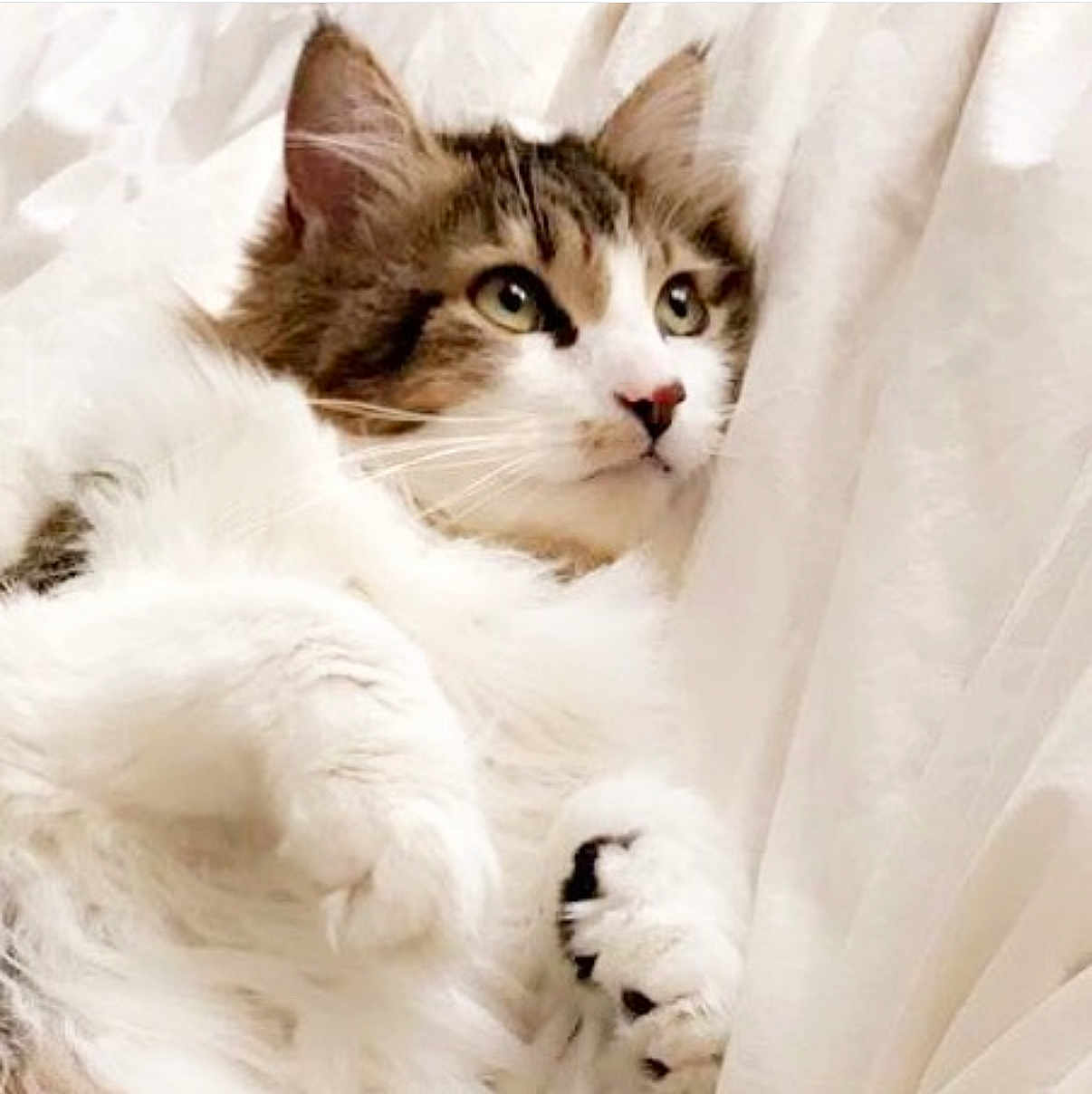 Athena is registered to the contest to win money with this photo: cat, fluffy, white_fur, tabby, green_eyes, pet, animal, cute, relaxed, indoors, soft, whiskers, paws, curious, feline, sleepy, cozy, closeup, portrait, resting