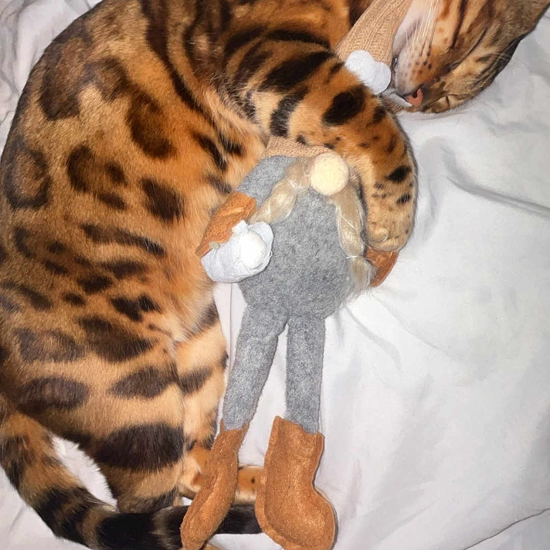 Benny is registered to the contest to win money with this photo: animal, bed, bengal_cat, blanket, cat, companion, cozy, cute, domestic_cat, fur_pattern, indoor, leopard_print, paws, pet, resting, sleep, sleeping, stuffed_toy, toy, whiskers
