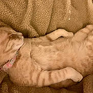 Noelle joined the competition — help win amazing prizes! animal, blanket, cat, collar, cozy, cute, domestic_cat, feline, fur, indoor, mammal, orange_cat, paw, pet, relaxed, resting, sleeping, soft, tabby, whiskers