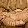 animal, blanket, cat, collar, cozy, cute, domestic_cat, feline, fur, indoor, mammal, orange_cat, paw, pet, relaxed, resting, sleeping, soft, tabby, whiskers