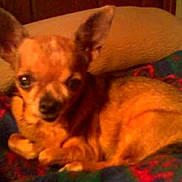 Baby is registered to the contest to win money with this photo: dog, chihuahua, pet, blanket, pillow, indoor, cozy, sleepy, small_dog, brown_dog, animal, fur, ears, cute, resting, laying_down, looking_at_camera, domestic_animal, companion, furry