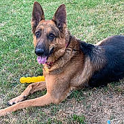 Jr Barney is registered to the contest to win money with this photo: dog, german_shepherd, pet, animal, grass, outdoor, toy, yellow_toy, tongue_out, ears_up, lying_down, fur, collar, playful, happy, canine, nature, summer, mammal, closeup
