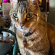 Sam joined the competition — help win amazing prizes! cat, tabby, close_up, indoor, green_eyes, collar, key, bell, whiskers, fur, pet, curious, household, furniture, background, domestic, animal, portrait, sitting, close_shot