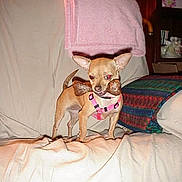 Daisy is registered to the contest to win money with this photo: dog, chihuahua, small_dog, bone, pink_harness, couch, blanket, pillow, indoor, pet, animal, living_room, furniture, cute, standing, brown_dog, toy, domestic, household, canine