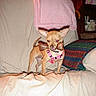 dog, chihuahua, small_dog, bone, pink_harness, couch, blanket, pillow, indoor, pet, animal, living_room, furniture, cute, standing, brown_dog, toy, domestic, household, canine