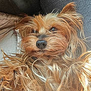 Liberacci is registered to the contest to win money with this photo: dog, pet, fluffy, long_hair, brown, golden, cute, lying_down, close_up, nose, ears, cushion, indoor, animal, fur, companion, relaxed, portrait, friendly, adorable