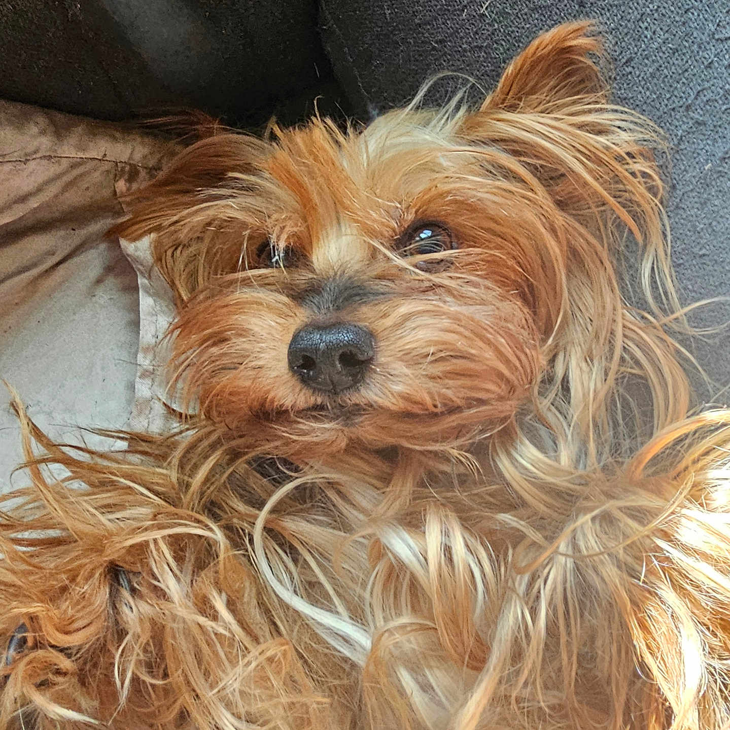 Liberacci is registered to the contest to win money with this photo: dog, pet, fluffy, long_hair, brown, golden, cute, lying_down, close_up, nose, ears, cushion, indoor, animal, fur, companion, relaxed, portrait, friendly, adorable