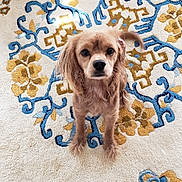 Ryder is registered to the contest to win money with this photo: dog, brown_dog, carpet, patterned_carpet, indoor, floor, pet, animal, looking_up, fur, ears, paw, home, footwear, sandal, curious, cute, domestic, companionship, decor