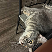 Mochi is registered to the contest to win money with this photo: cat, tabby_cat, cat_face, whiskers, chair, wood_floor, indoor, pet, yellow_eyes, fur, curious, lying_down, close_up, portrait, paw, metal_chair, seat, relaxed, cute, flooring