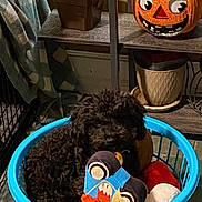 Tucker is registered to the contest to win money with this photo: dog, black_dog, laundry_basket, plush_toys, indoor, plant, jack_o_lantern, shelf, pot, floor, blanket, decor, toy, cute, pet, furry, animal, cozy, home, basket