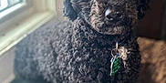 Tucker joined the competition — help win amazing prizes! animal, black_dog, collar, companion, cozy, curly_hair, cute, dog, domestic_animal, eyes, fur, furry, indoor, natural_light, nose, pet, portrait, sitting, tag, window