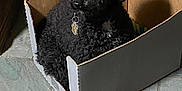 Tucker is registered to the contest to win money with this photo: dog, black_dog, curly_fur, cardboard_box, collar, pet_tag, indoor, tiled_floor, potted_plant, home, furniture, shadow, cozy, resting, animal, floor_tiles, box, cute, small_dog, companion