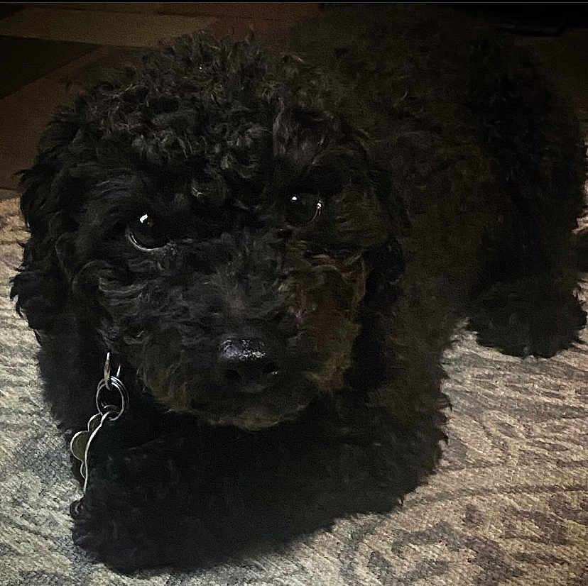 Tucker is registered to the contest to win money with this photo: dog, black_dog, curly_fur, pet, animal, indoor, carpet, floor, lying_down, close_up, cute, dark, fur, canine, domestic_animal, portrait, eyes, nose, paw, cozy