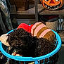 Tucker joined the competition — help win amazing prizes! dog, black_dog, laundry_basket, plush_toys, toy, pumpkin_decoration, indoor, furniture, plant, potted_plant, curtain, floor, cozy, cute, pet, animal, household, decor, basket, funny