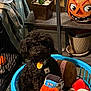 Tucker is registered to the contest to win money with this photo: dog, black_dog, plush_toys, laundry_basket, indoor, potted_plant, pumpkin_decoration, shelf, home, pet, toy, basket, furniture, decor, animal, cute, small_dog, cozy, stuffed_animal, floor