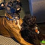 Milo is registered to the contest to win money with this photo: dog, two_dogs, indoor, carpet, collar, pet_tag, attention, brindle_coat, small_dog, large_dog, black_fur, brown_fur, animal, companion, cute, domestic, floor, resting, looking_up, close_together