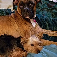 Milo is registered to the contest to win money with this photo: dog, pets, cuddle, bed, blanket, fur, canine, companion, indoor, resting, cute, animal, friendship, cozy, small_dog, large_dog, fur_texture, relaxation, domestic, sleepy