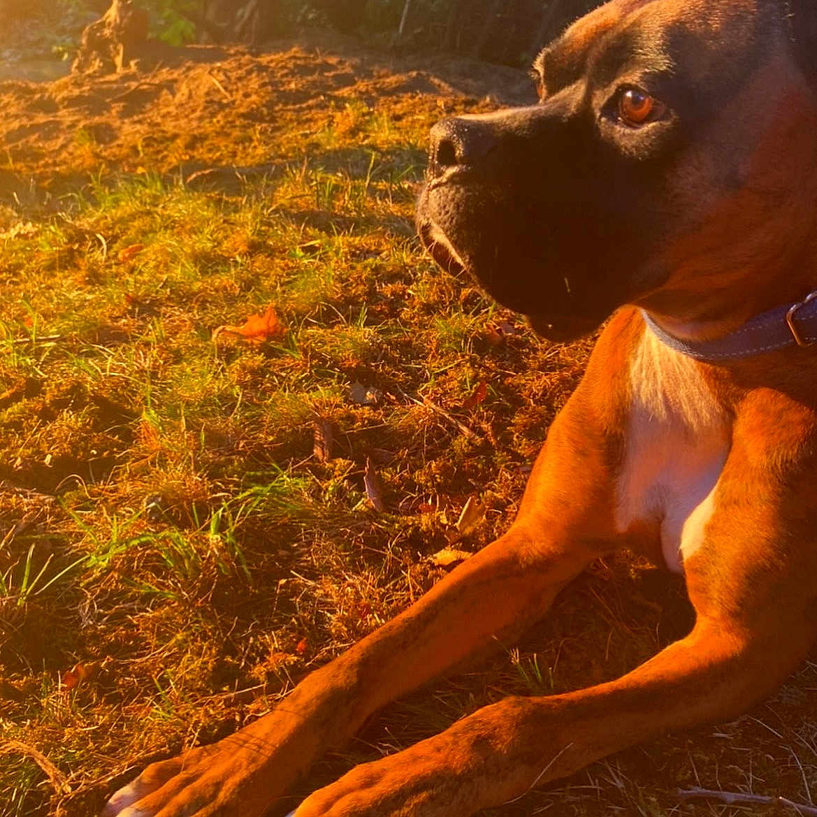 Milo joined the competition — help win amazing prizes! animal, brown_dog, canine, closeup, collar, daylight, dog, expression, fur, golden_hour, grass, mammal, nature, outdoor, paw, pet, relaxed, resting, side_view, sunlight