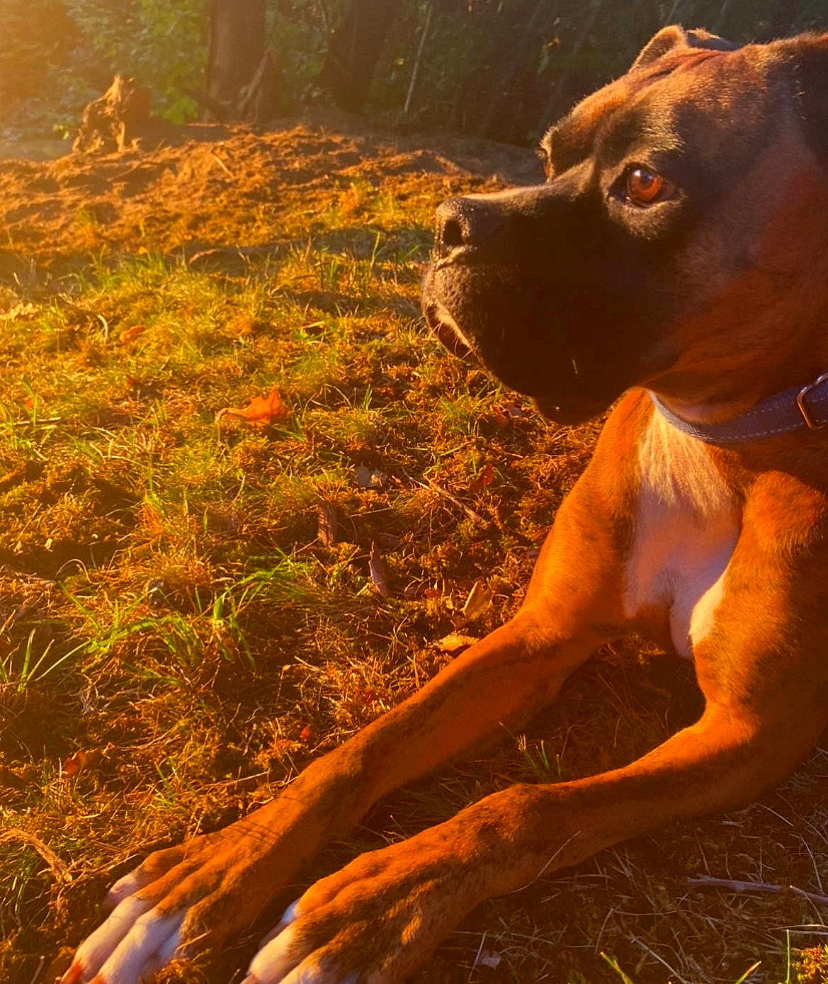 Milo joined the competition — help win amazing prizes! dog, brown_dog, collar, outdoor, grass, sunlight, golden_hour, animal, pet, mammal, canine, nature, relaxed, resting, daylight, closeup, side_view, paw, fur, expression