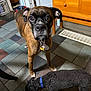 Milo is registered to the contest to win money with this photo: dog, boxer, curious, indoor, tile_floor, brown_dog, black_dog, collar, furniture, vent, pet, animal, floor, curly_fur, standing, domestic, two_dogs, looking_at_camera, sniffing, home