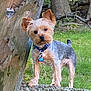 Baxter is registered to the contest to win money with this photo: dog, small_dog, yorkshire_terrier, pet, outdoor, grass, rock, tree, collar, tag, curious, standing, nature, fur, ears, canine, animal, greenery, backyard, alert