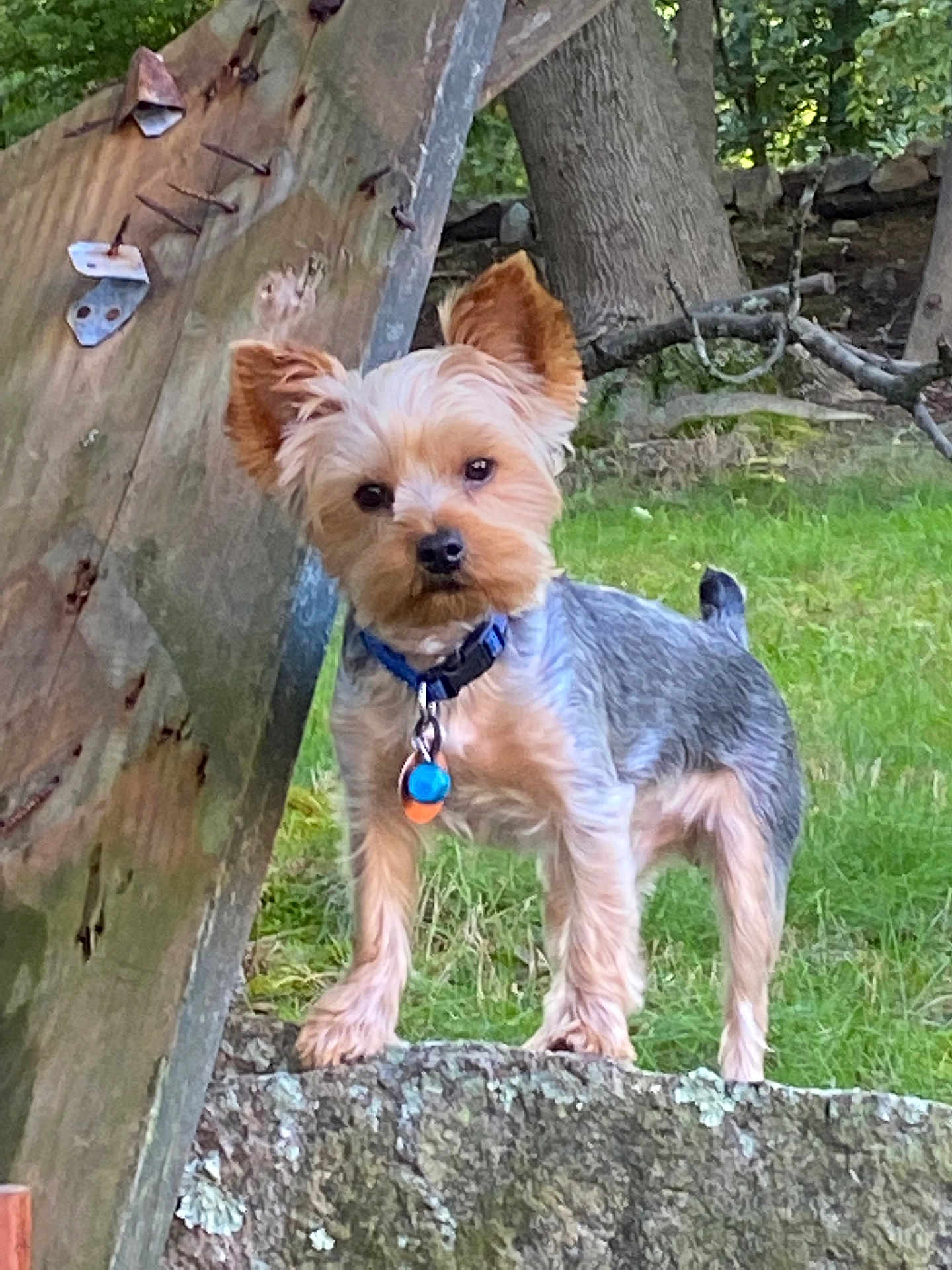 Baxter is registered to the contest to win money with this photo: dog, small_dog, yorkshire_terrier, pet, outdoor, grass, rock, tree, collar, tag, curious, standing, nature, fur, ears, canine, animal, greenery, backyard, alert