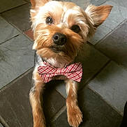 Baxter is registered to the contest to win money with this photo: dog, small_dog, bow_tie, pet, cute, animal, indoor, floor, tile_floor, ears, fur, face, looking_up, adorable, companion, domestic_animal, portrait, close_up, mammal, alert
