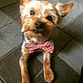 dog, small_dog, bow_tie, pet, cute, animal, indoor, floor, tile_floor, ears, fur, face, looking_up, adorable, companion, domestic_animal, portrait, close_up, mammal, alert
