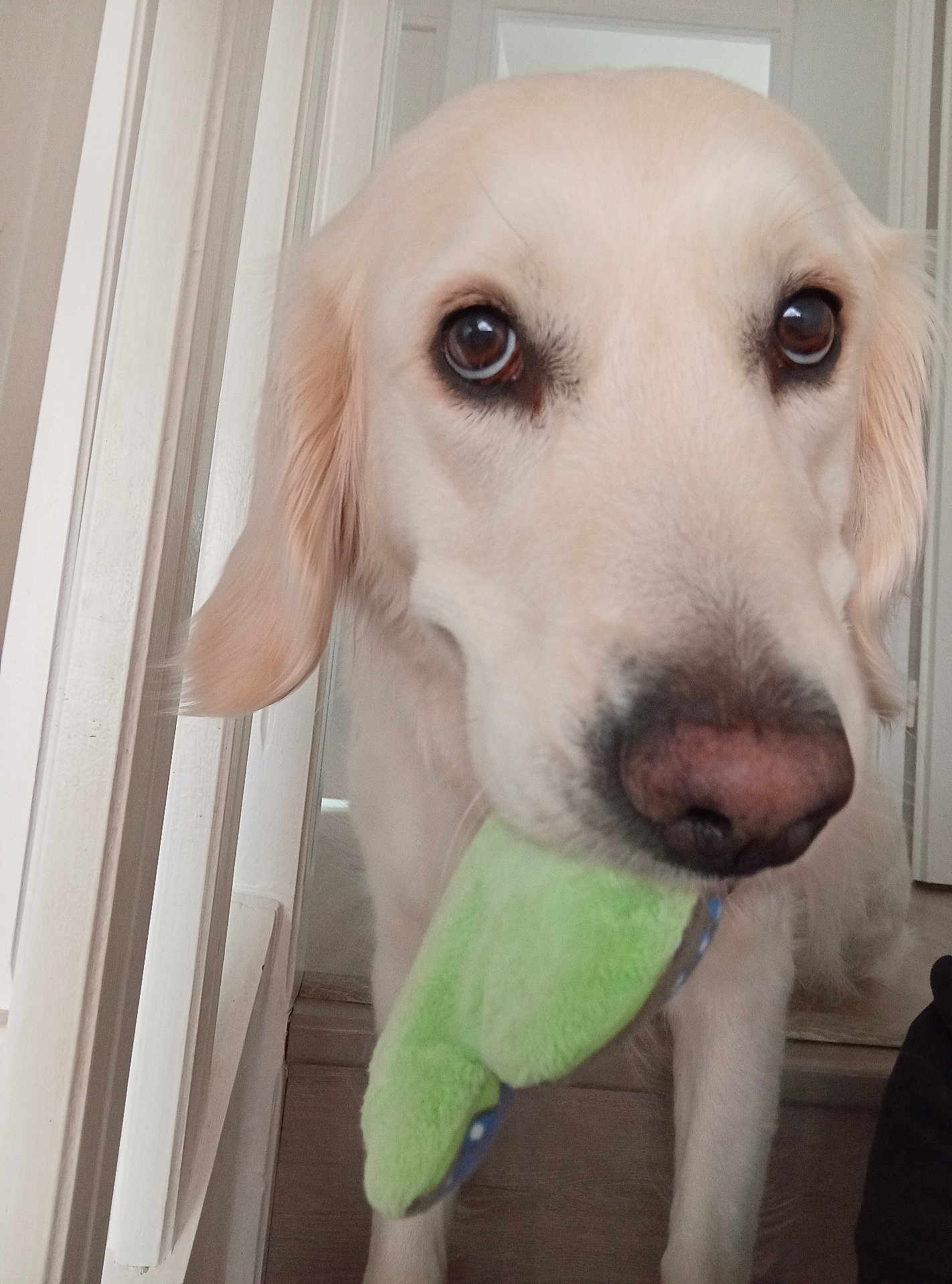 Shelby a rejoint le concours — aidez-le/la à gagner de superbes lots ! dog, golden_retriever, pet, indoor, toy, plush_toy, closeup, animal, canine, cute, brown_eyes, nose, fur, whiskers, ears, house, floor, door, stair, portrait