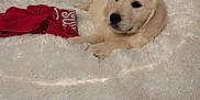Shelby a rejoint le concours — aidez-le/la à gagner de superbes lots ! adorable, animal, bed, canine, cozy, cute, dog, floor, fur, furry_bed, golden_retriever, indoor, laying_down, pet, puppy, red_clothing, relaxed, tile_floor, white, young_dog
