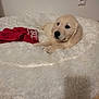 adorable, animal, bed, canine, cozy, cute, dog, floor, fur, furry_bed, golden_retriever, indoor, laying_down, pet, puppy, red_clothing, relaxed, tile_floor, white, young_dog