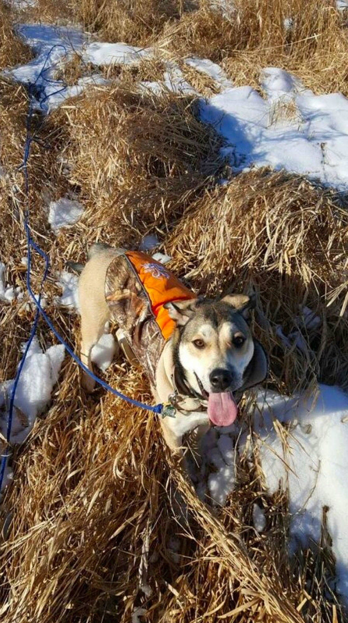 Jackson Dan is registered to the contest to win money with this photo: canidae, carnivore, dog, dog_breed, hay, hunting_dog, mountain_cur, straw