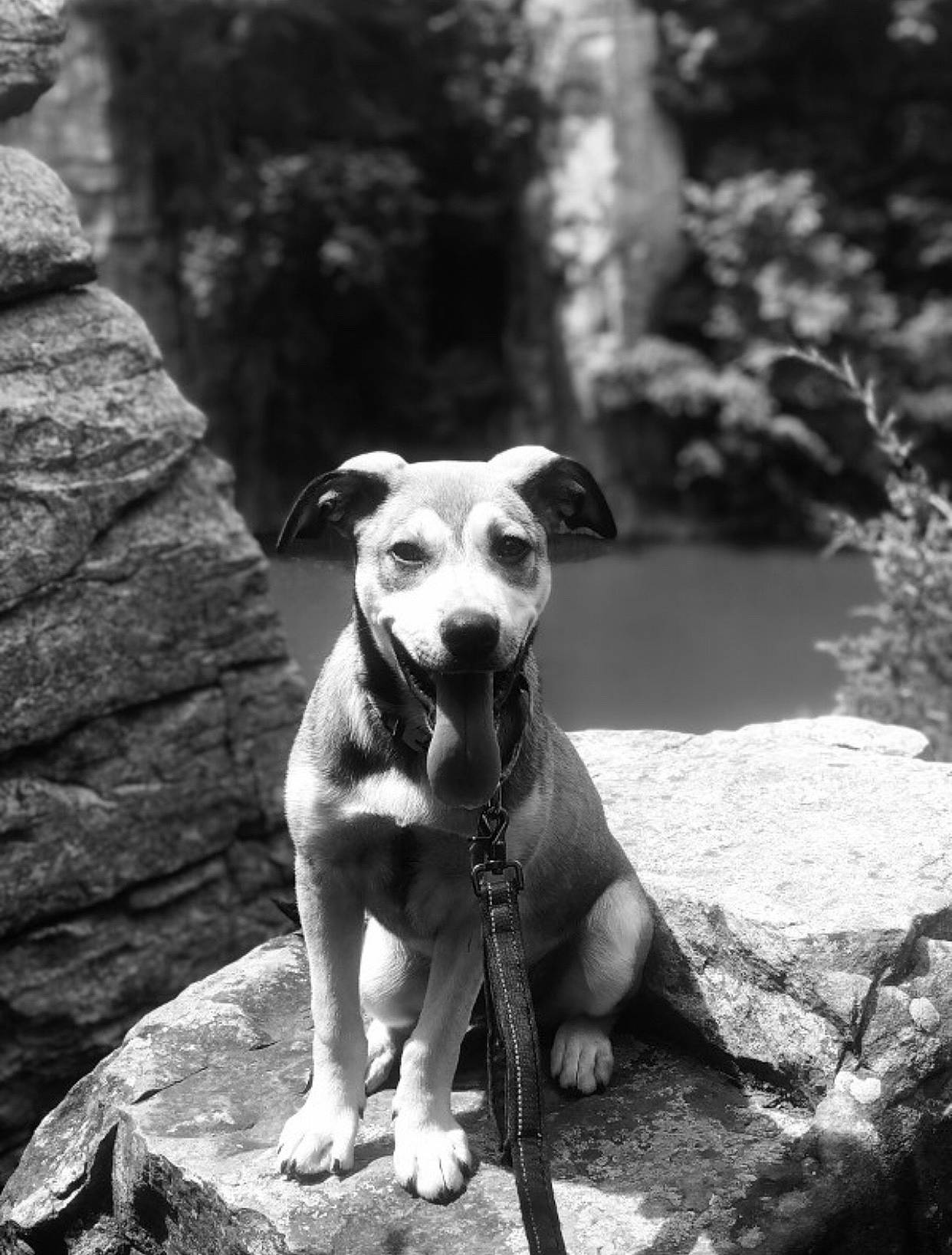 Jackson Dan is registered to the contest to win money with this photo: adventure, american_pit_bull_terrier, american_staffordshire_terrier, black_and_white, bull_and_terrier, canidae, carnivore, catahoula_bulldog, dog, dog_breed, fawn, mammal, monochrome, monochrome_photography, non_sporting_group, pit_bull, rock, snout, sporting_group