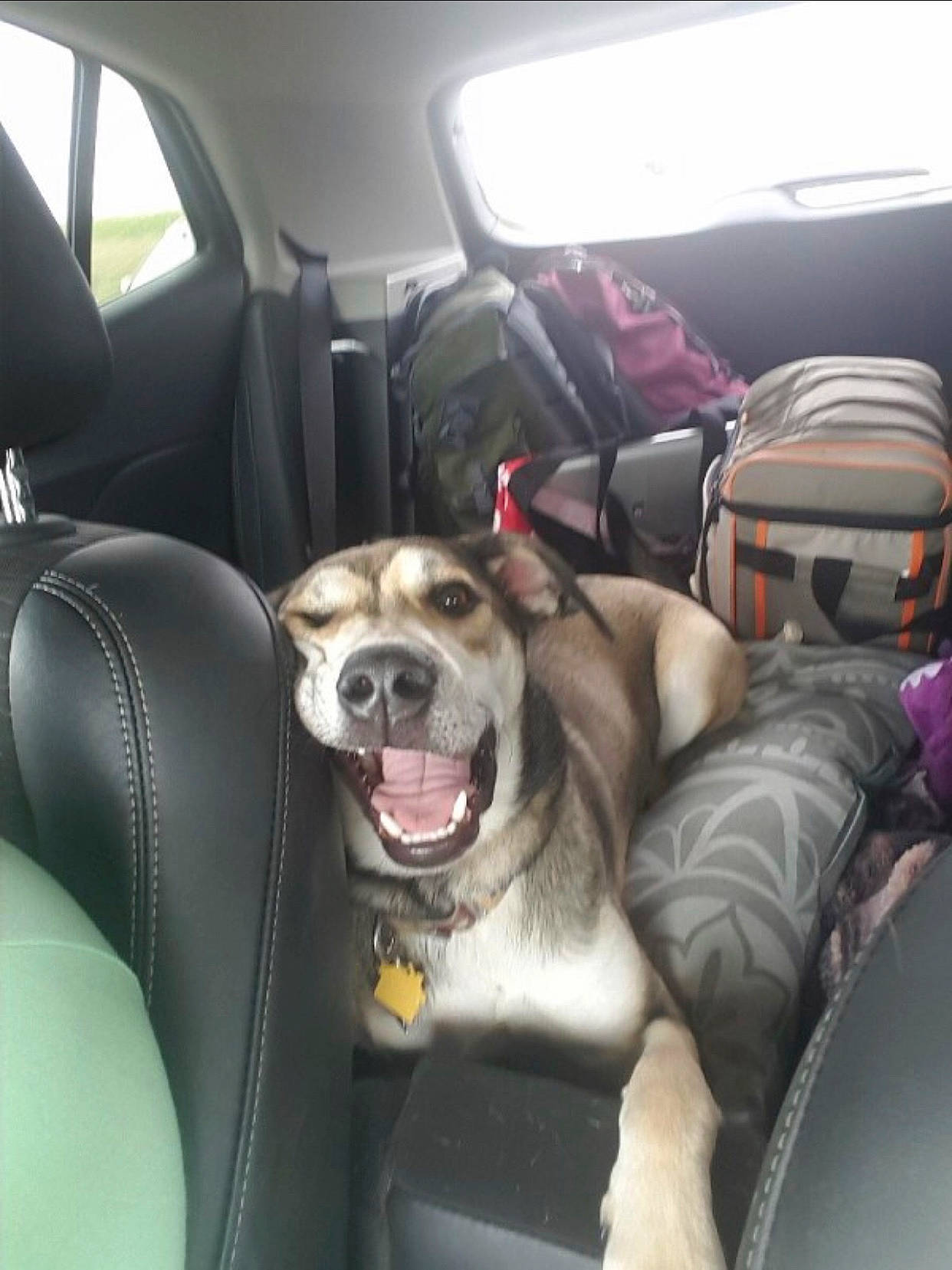 Jackson Dan is registered to the contest to win money with this photo: canidae, car, car_seat, car_seat_cover, carnivore, companion_dog, dog, dog_breed, driving, family_car, fawn, guard_dog, non_sporting_group, sporting_group, vehicle