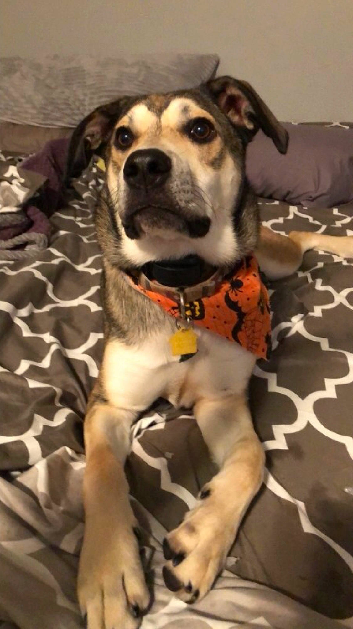 Jackson Dan joined the competition — help win amazing prizes! american_pit_bull_terrier, canidae, carnivore, catahoula_bulldog, dog, dog_breed, fawn, mammal, mountain_cur, non_sporting_group, pit_bull, snout, sporting_group, vertebrate