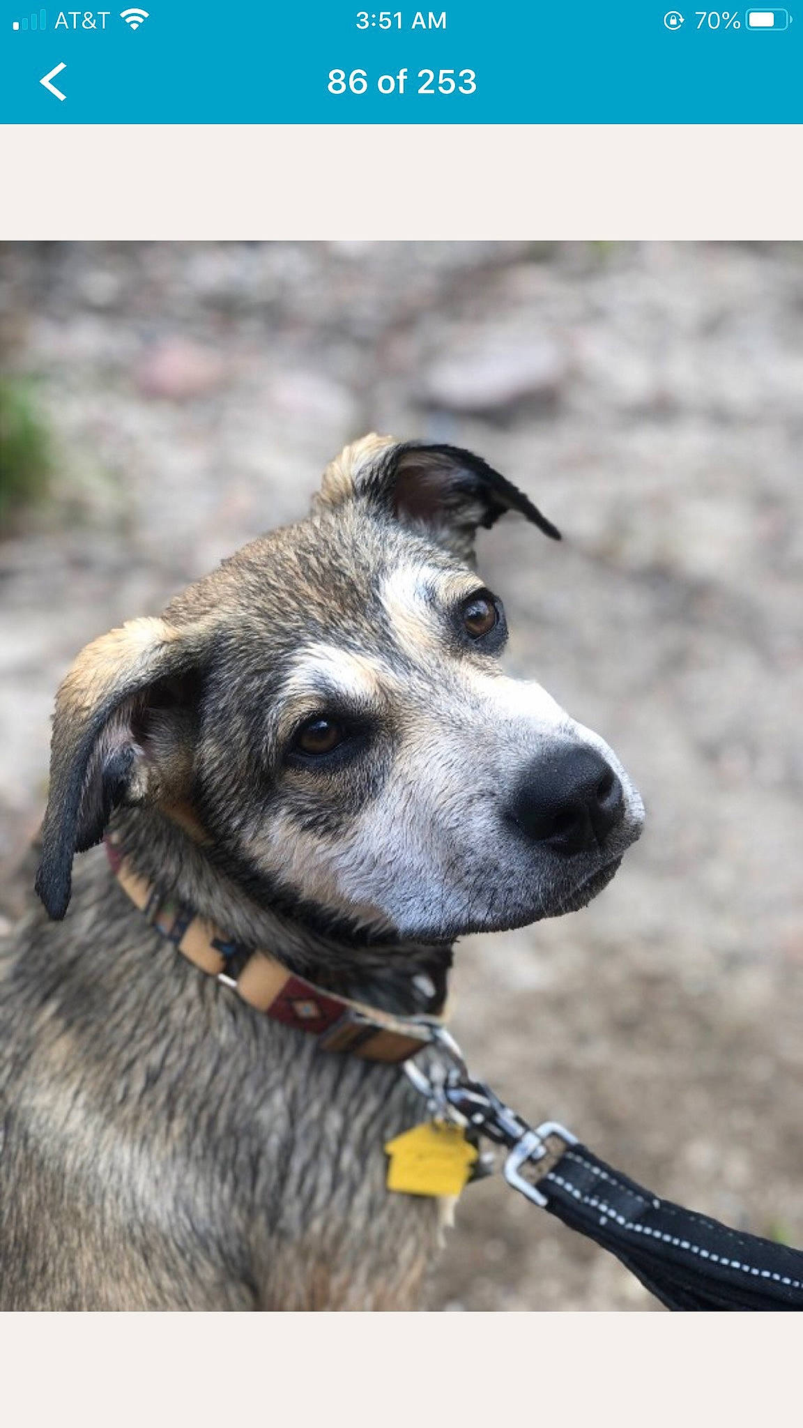 Jackson Dan joined the competition — help win amazing prizes! canidae, carnivore, dog, dog_breed, fawn, mammal, mountain_cur, nose, rare_breed_dog, snout, sporting_group, vertebrate