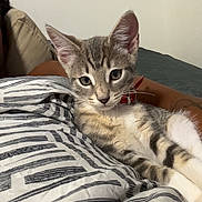 Kuavo is registered to the contest to win money with this photo: kitten, cat, tabby, pet, collar, striped_blanket, indoor, relaxing, cute, feline, animal, resting, young_cat, whiskers, ears, soft_fur, domestic_cat, comfort, bed, curious