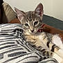 kitten, cat, tabby, pet, collar, striped_blanket, indoor, relaxing, cute, feline, animal, resting, young_cat, whiskers, ears, soft_fur, domestic_cat, comfort, bed, curious