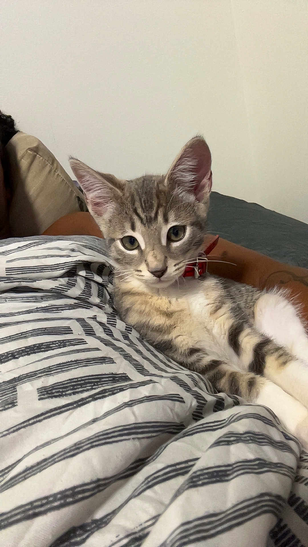 Kuavo is registered to the contest to win money with this photo: kitten, cat, tabby, pet, collar, striped_blanket, indoor, relaxing, cute, feline, animal, resting, young_cat, whiskers, ears, soft_fur, domestic_cat, comfort, bed, curious