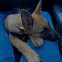 Taïga a rejoint le concours — aidez-le/la à gagner de superbes lots ! puppy, dog, denim, jeans, legs, car_interior, pet, resting, fur, paw, closeup, companion, cute, young_dog, animal, canine, casual, comfort, indoor, relaxed