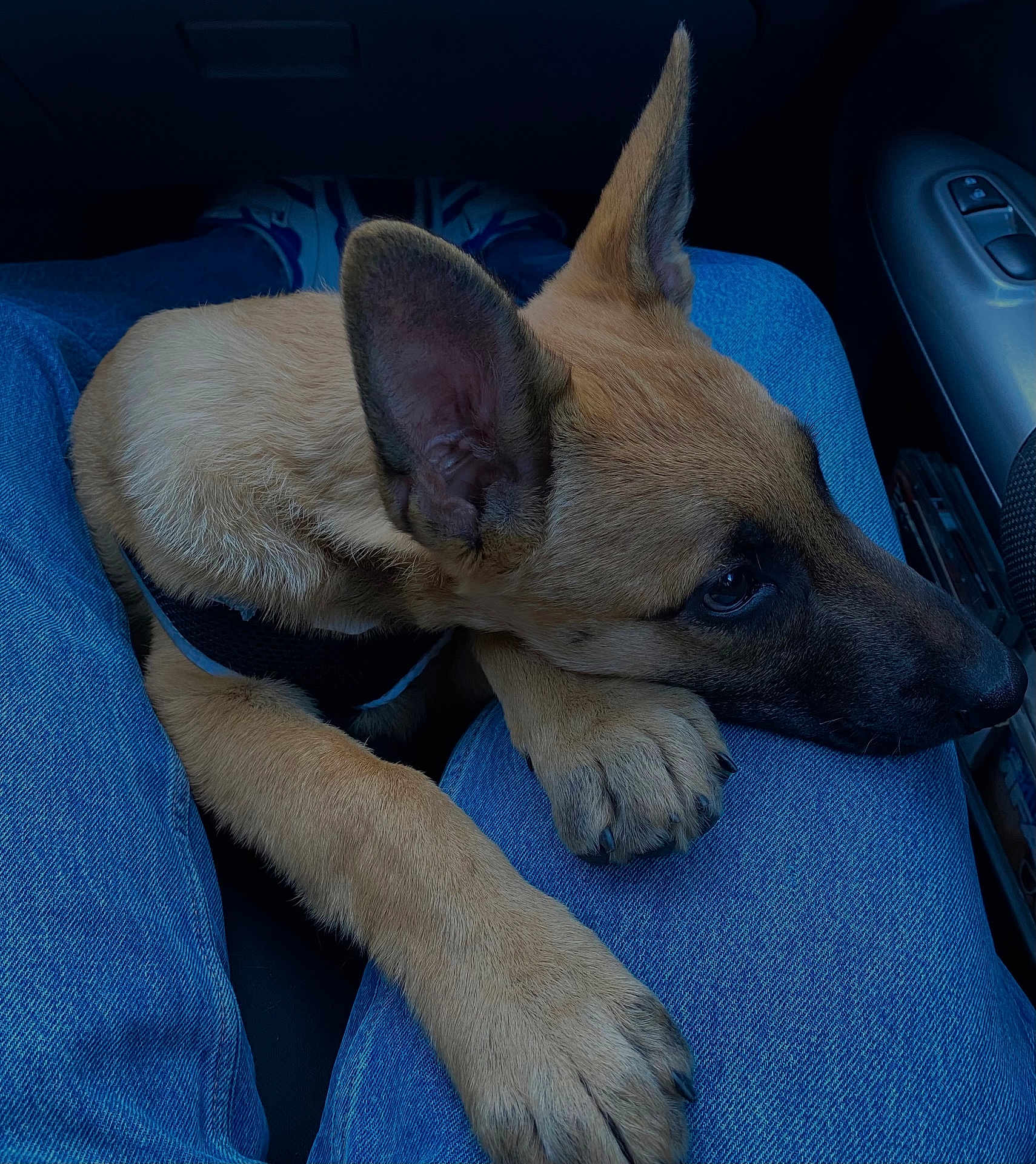 Taïga a rejoint le concours — aidez-le/la à gagner de superbes lots ! puppy, dog, denim, jeans, legs, car_interior, pet, resting, fur, paw, closeup, companion, cute, young_dog, animal, canine, casual, comfort, indoor, relaxed