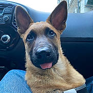 Taïga participe au concours pour gagner de l'argent avec cette photo : dog, puppy, car_interior, dashboard, ears, tongue_out, close_up, pet, canine, seat, lap, jeans, brown_fur, black_nose, window, street, urban, daylight, comfort, cute